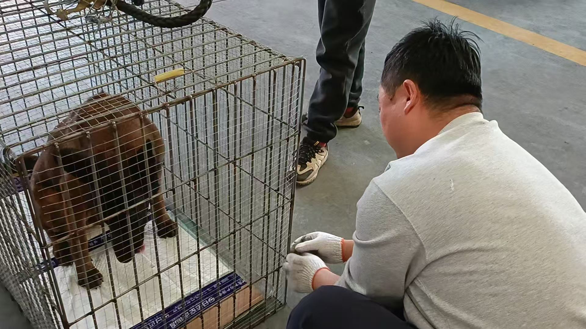马犬航空托运的打包过程分享